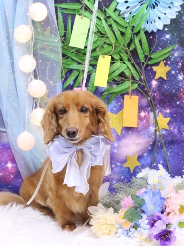 20250706しろくん